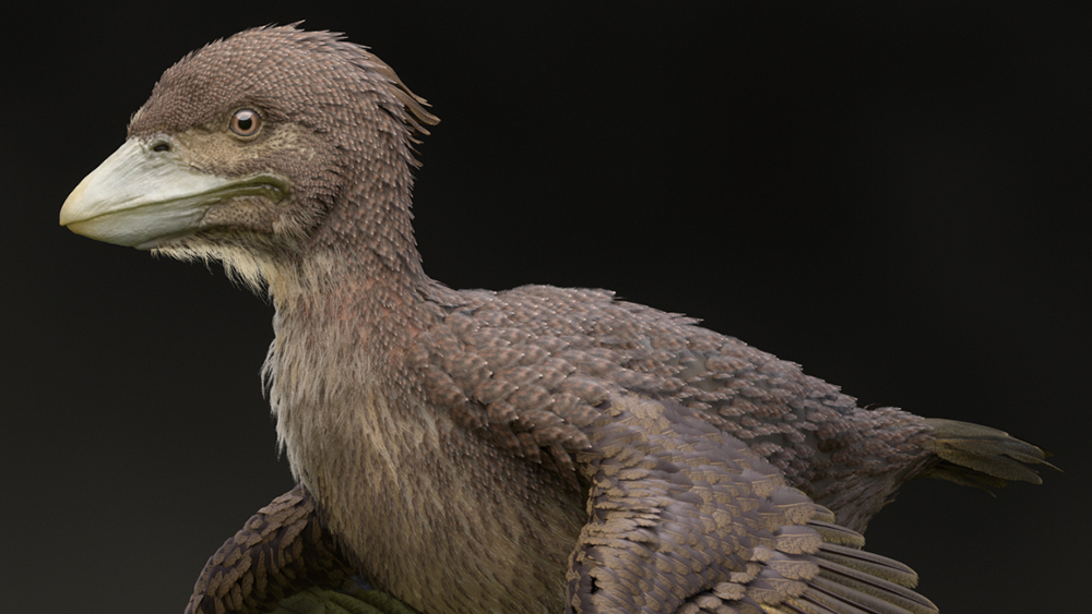 New Bird Fossil Doesn't Fit Evolutionary Story | The Institute For ...